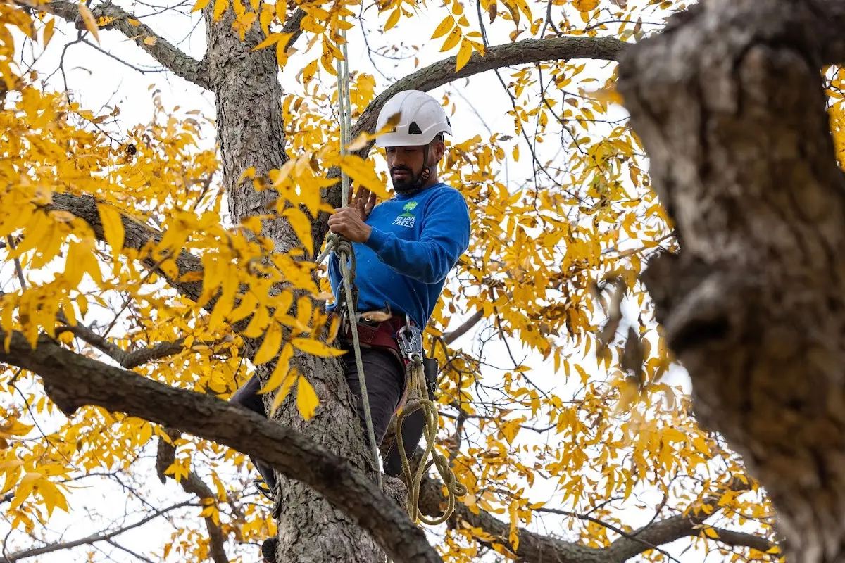 Skilled Storm Damage Cleanup crew working in Northport