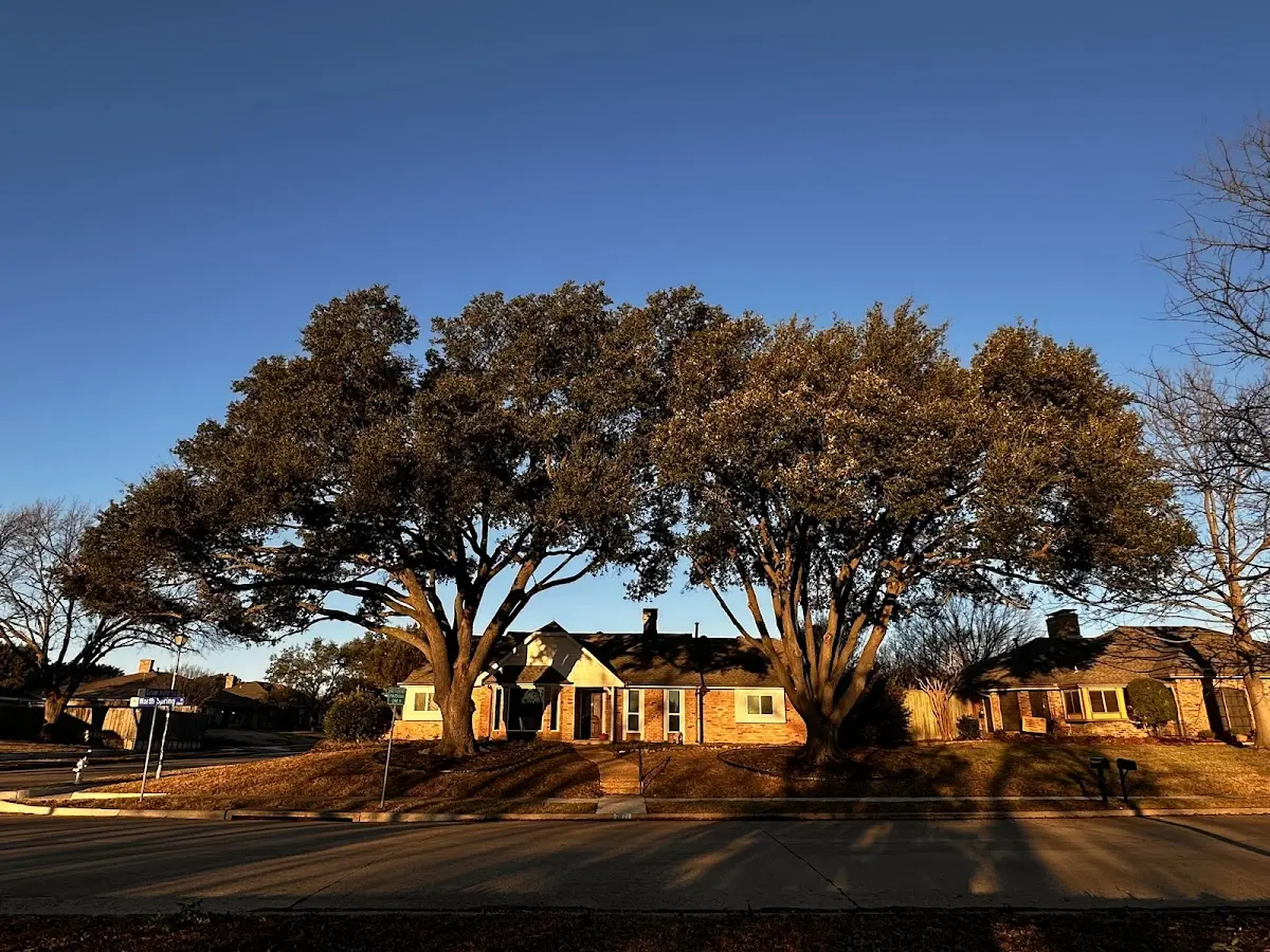 Established residential canopy tree shading a home in Northport